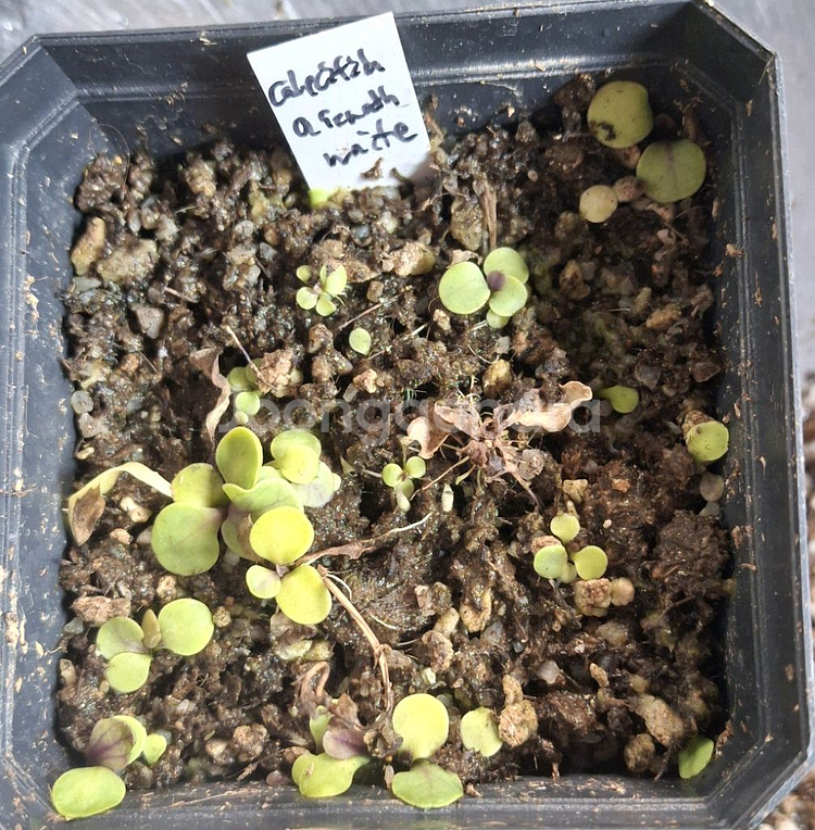 식충식물 귀개 분양합니다.--9