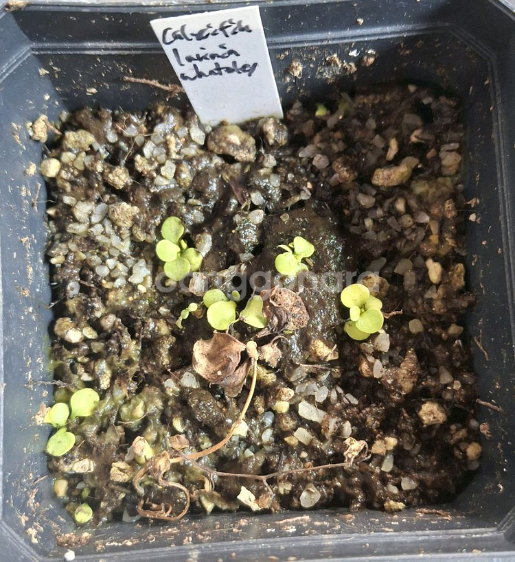 식충식물 귀개 분양합니다.--8