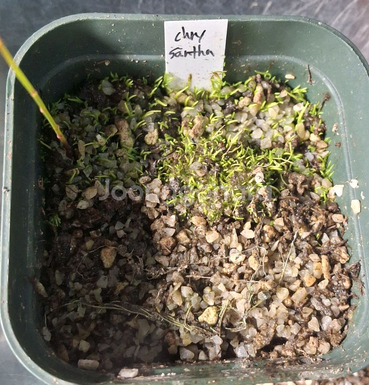 식충식물 귀개 분양합니다.--7