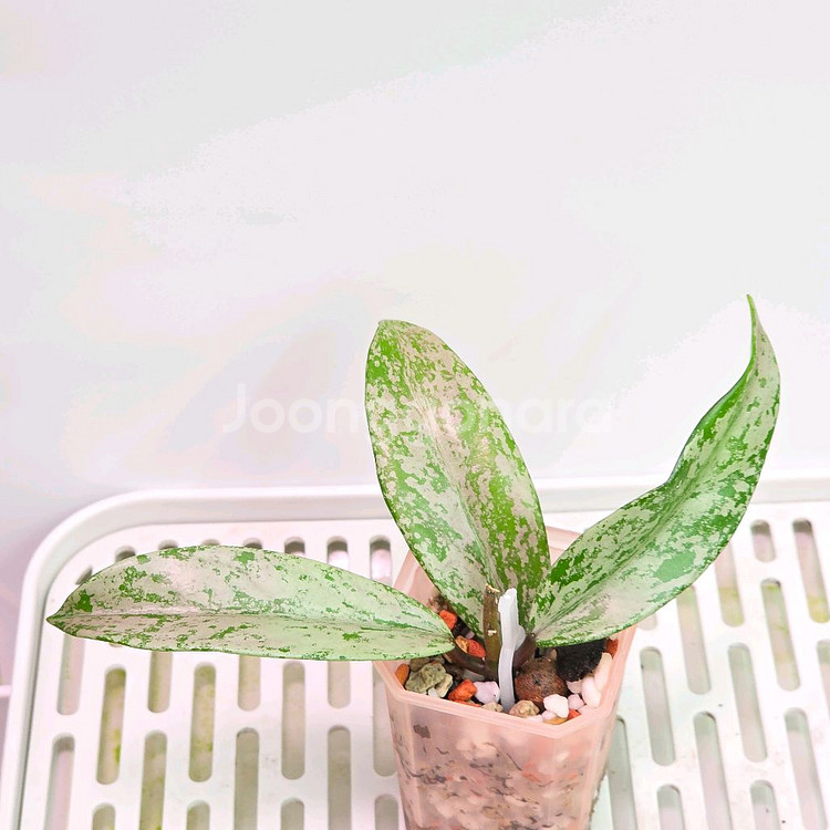 호야 푸비칼릭스 핑크 고스트(안스x알로x)--0