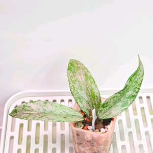 호야 푸비칼릭스 핑크 고스트(안스x알로x)