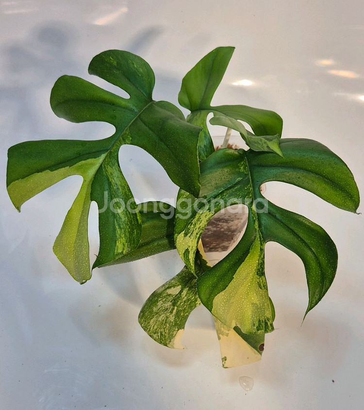 옐로우 히메몬스테라 무천이--0