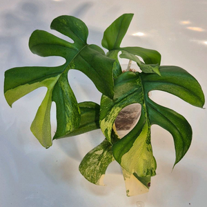 옐로우 히메몬스테라 무천이