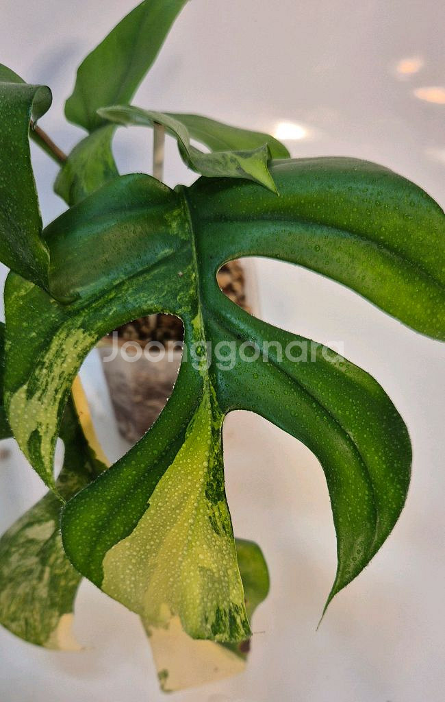 옐로우 히메몬스테라 무천이--1