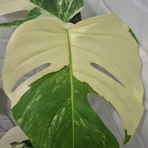 보르시지아나 민트 몬스테라 무천이 8장입니다