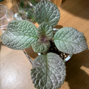 에피스시아 벨벳스타