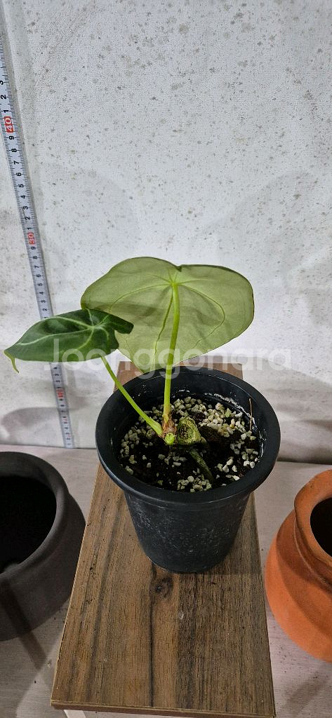 안스리움포게티다크폼--1