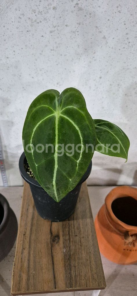 안스리움포게티다크폼--0