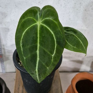 안스리움포게티다크폼