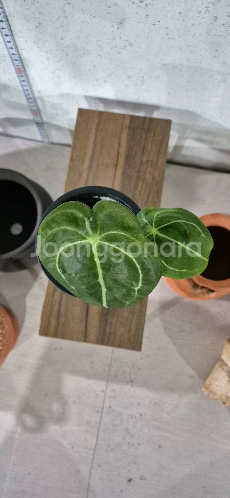 안스리움포게티다크폼--2