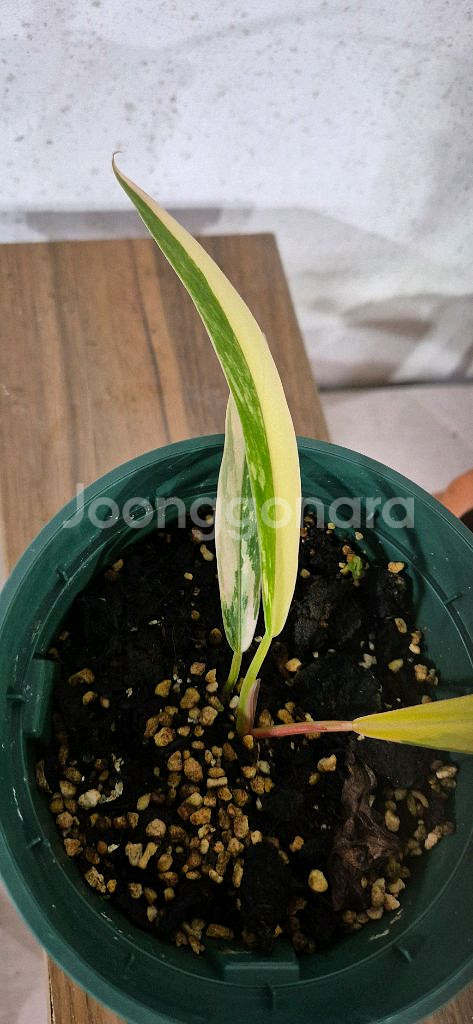 필로덴드론카라멜마블바리가타--1