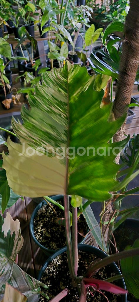 필로덴드론카라멜마블바리가타--3