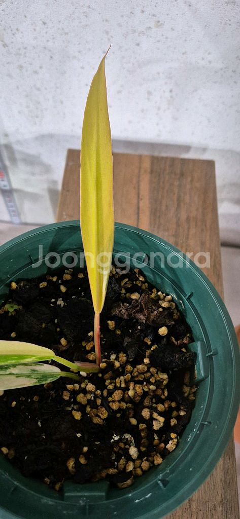 필로덴드론카라멜마블바리가타--2