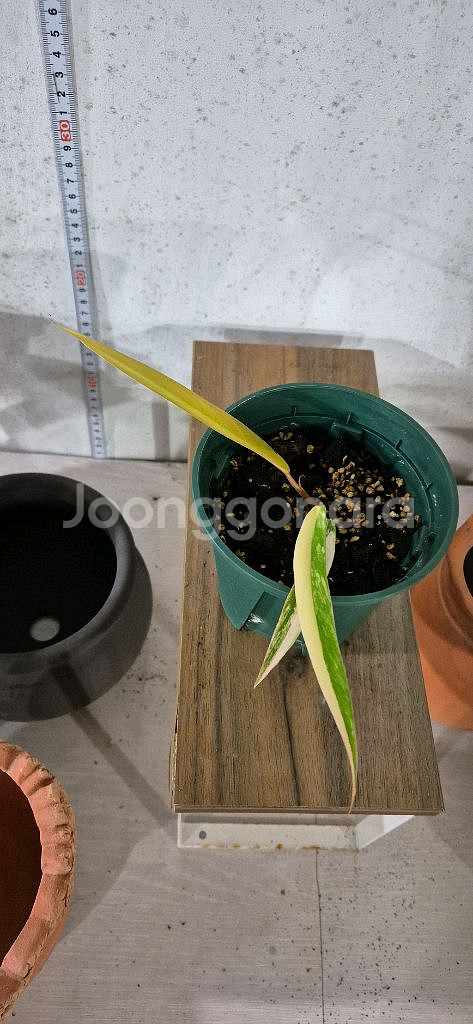 필로덴드론카라멜마블바리가타--0