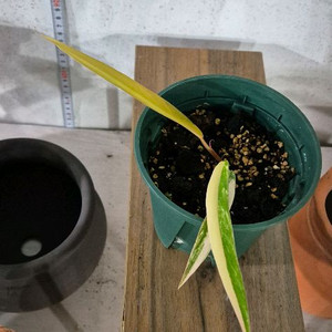 필로덴드론카라멜마블바리가타