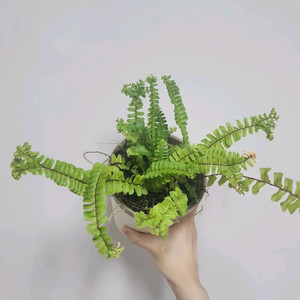 사자발 고사리 (저면관수 화분)
