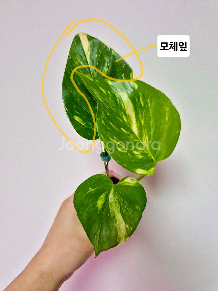 하와이안 스킨답서스(대왕스킨답서스)--0