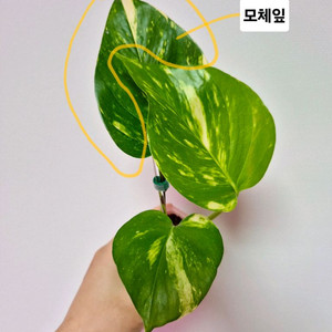 하와이안 스킨답서스(대왕스킨답서스)