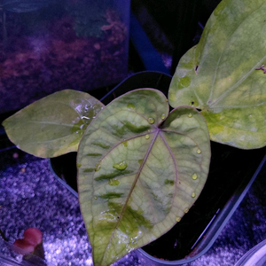 안스리움 dressleri RG X skg pink