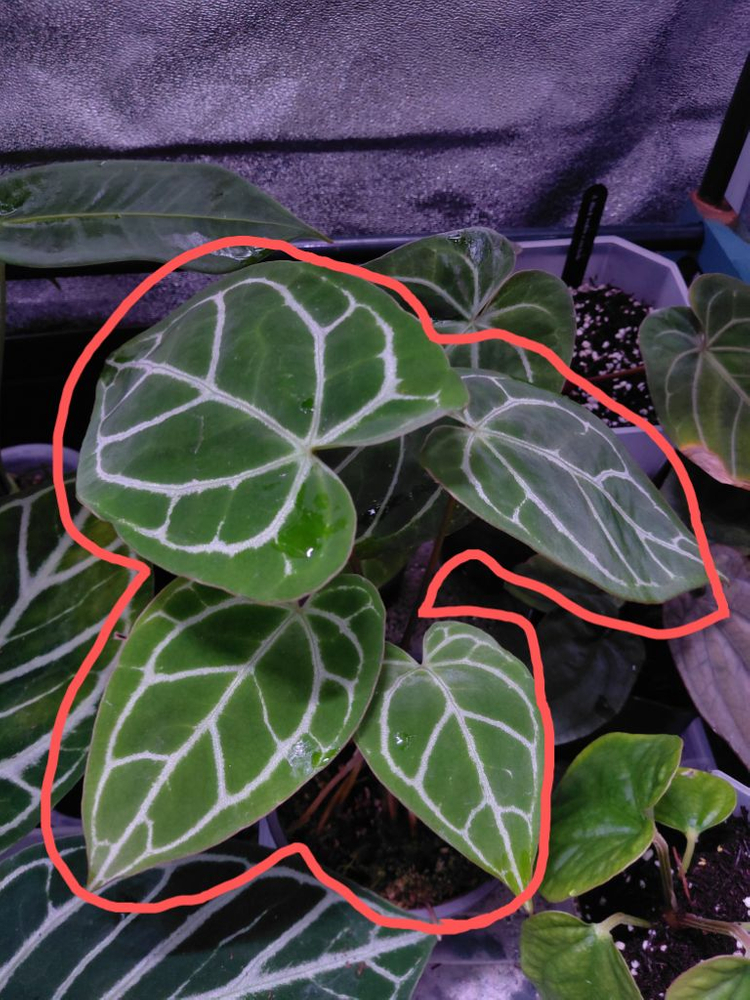 안스리움 크리스탈리넘--1