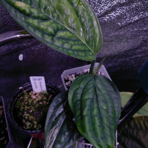 몬스테라 카스테리안 바리에가타