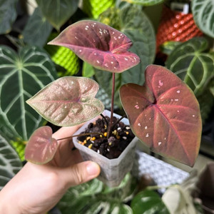 칼라디움 썬스푼