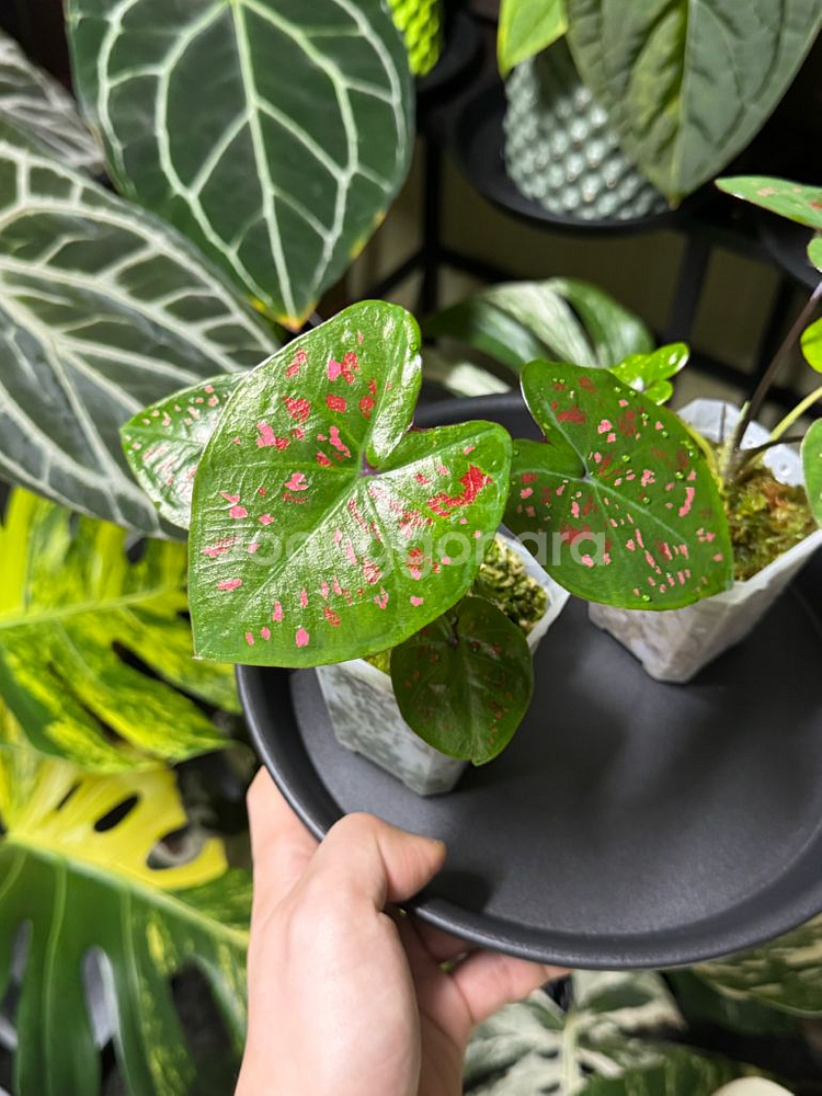 칼라디움 억만장자(빌리어네어) 바리1,2--0