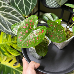 칼라디움 억만장자(빌리어네어) 바리1,2