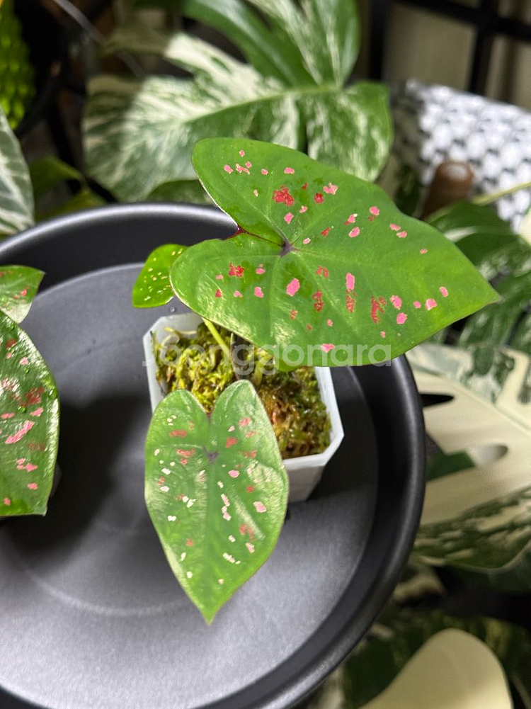 칼라디움 억만장자(빌리어네어) 바리1,2--1