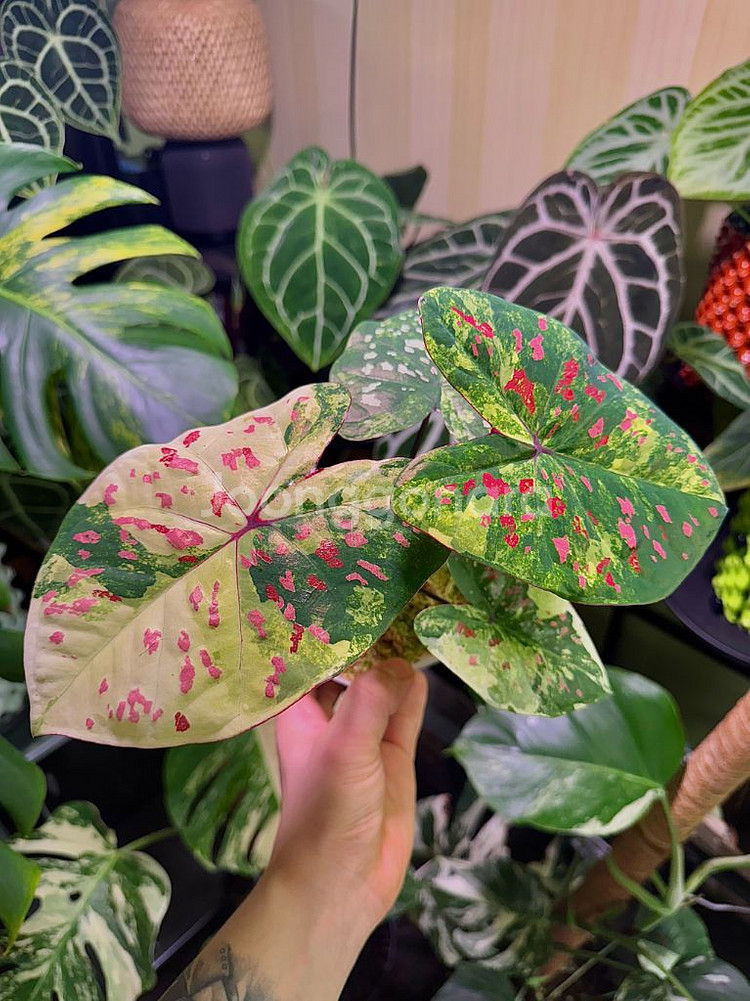 칼라디움 억만장자(빌리어네어) 바리1,2--2