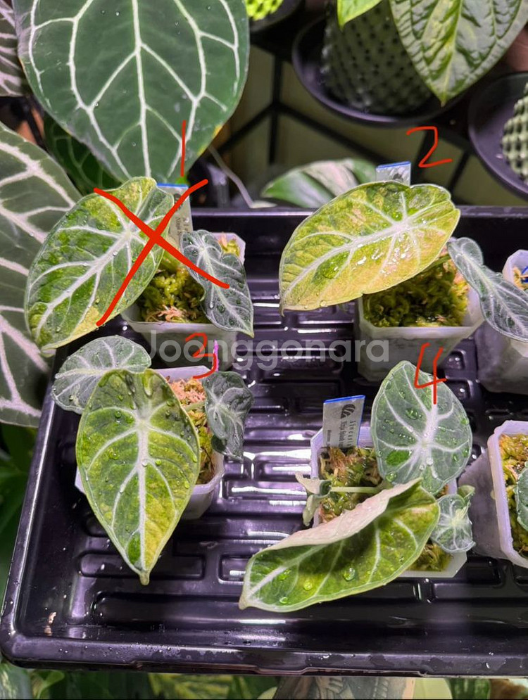 알로카시아 닌자트리컬러스플래쉬 바리에가타--0