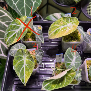 알로카시아 닌자트리컬러스플래쉬 바리에가타