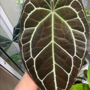 [안스리움] 레드 크리스탈리넘 유묘