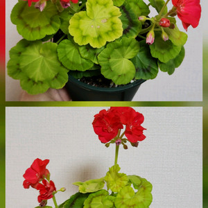 제라늄 5종.엑스칼리버.다이아하얀목련~~