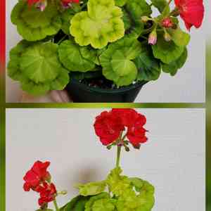 제라늄 5종.엑스칼리버.다이아하얀목련~~