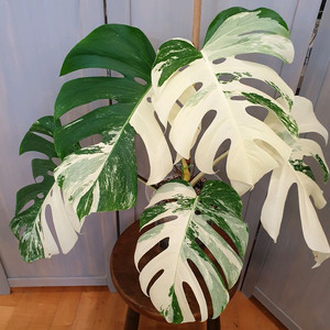 #탑5장 #잎35cm ~ 몬스테라 알보 바리에가타