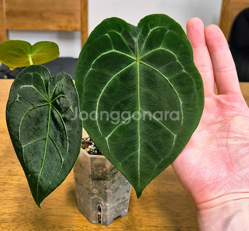 (가격내림)포게티 하이브리드--1