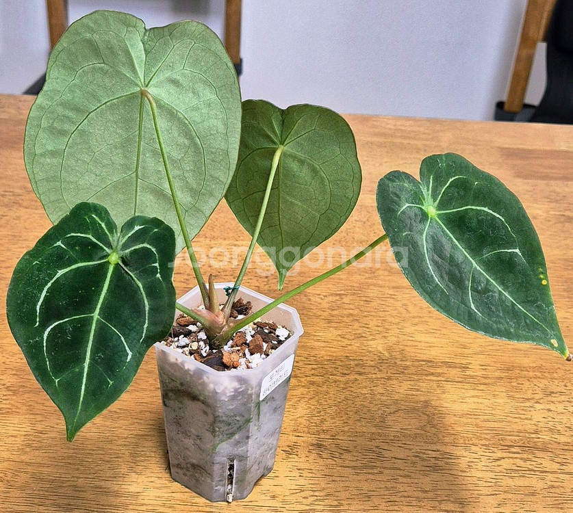 (가격내림)포게티 하이브리드--3