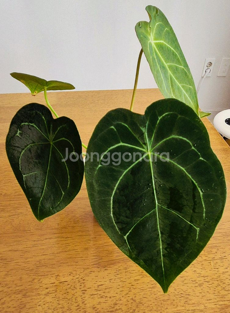 (가격내림)포게티 하이브리드--0