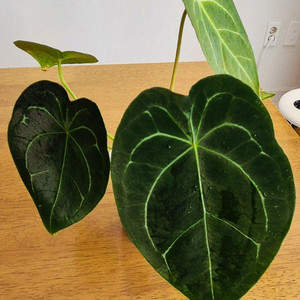 (가격내림)포게티 하이브리드