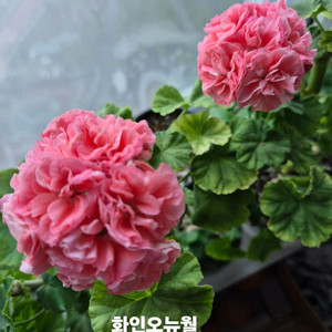 제라늄 화인오뉴월