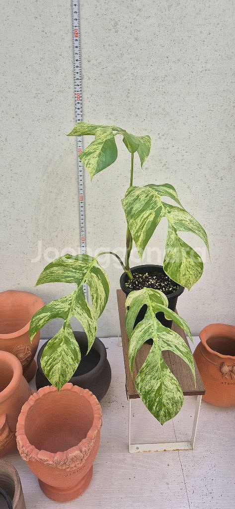 에피프리넘 마블 바리가타--0