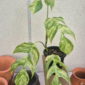 에피프리넘 마블 바리가타