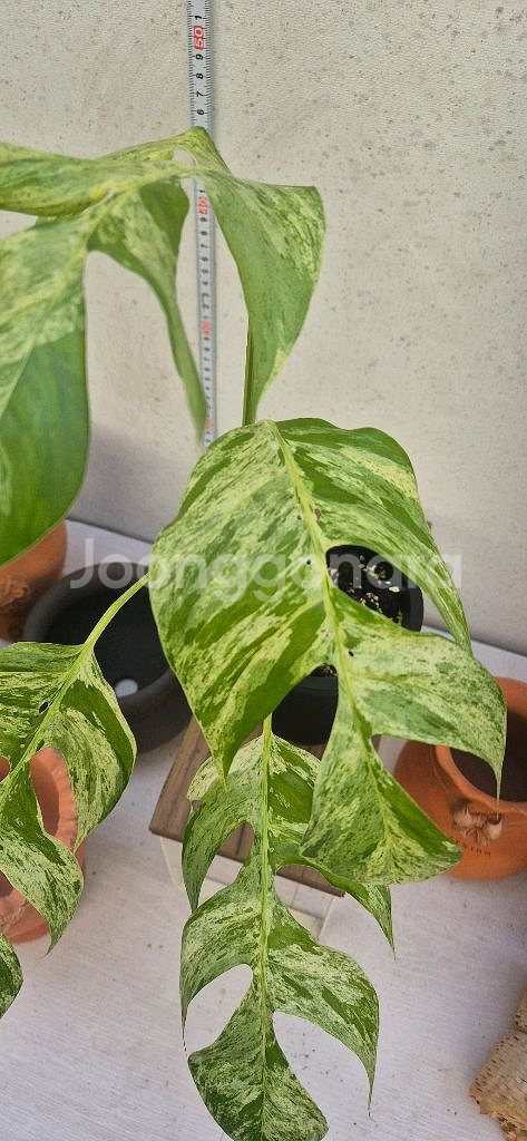 에피프리넘 마블 바리가타--2