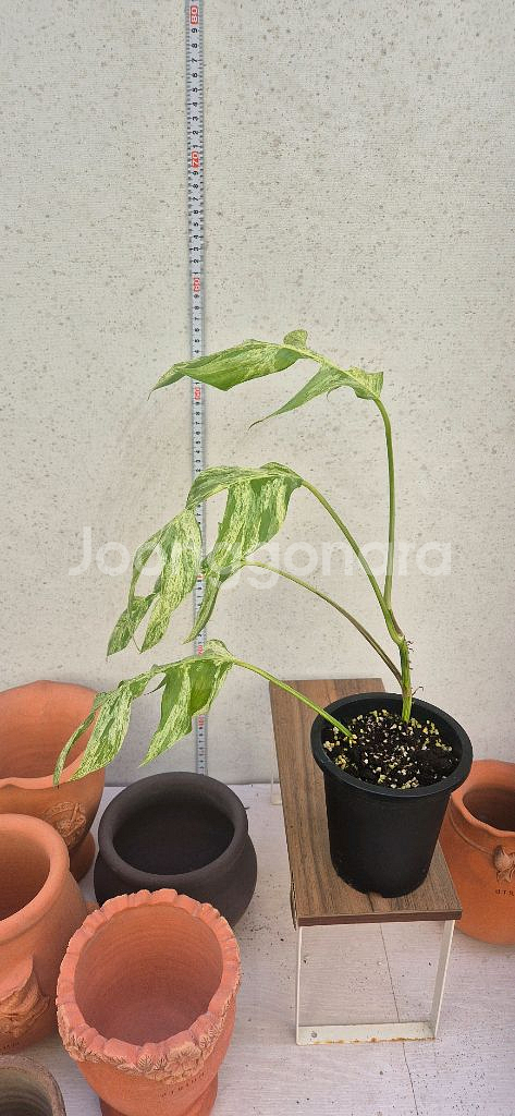 에피프리넘 마블 바리가타--1