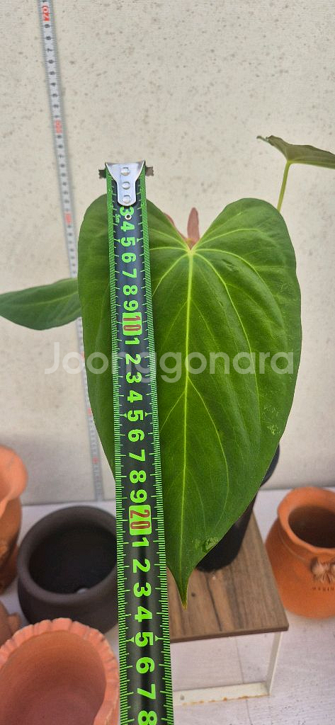 안스리움파필리아넘포츠셔먼--1