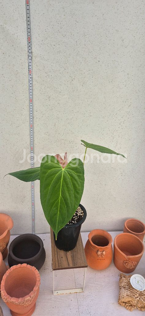 안스리움파필리아넘포츠셔먼--0