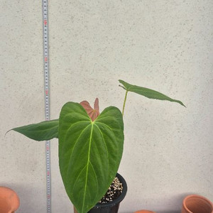 안스리움파필리아넘포츠셔먼