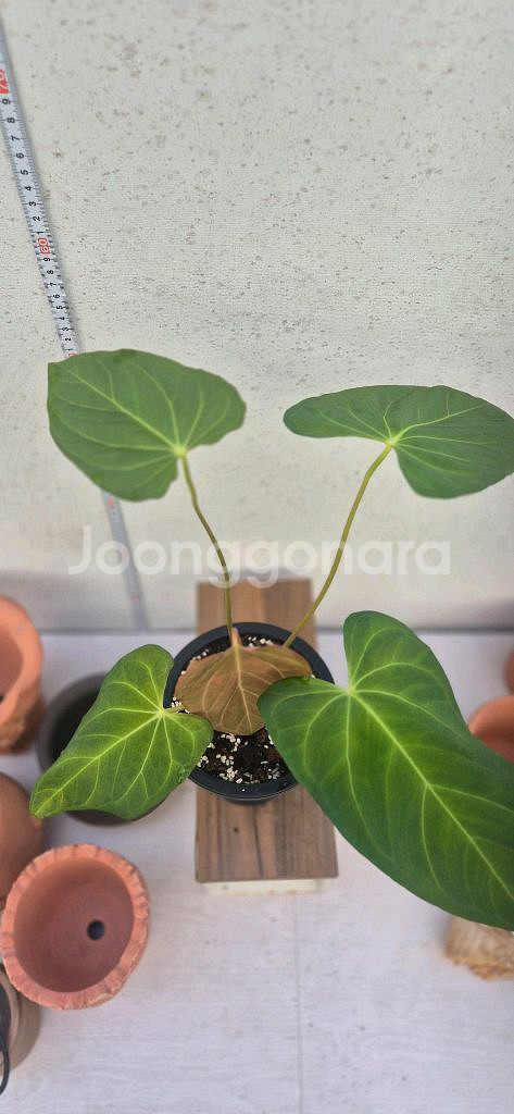 안스리움파필리아넘포츠셔먼--3