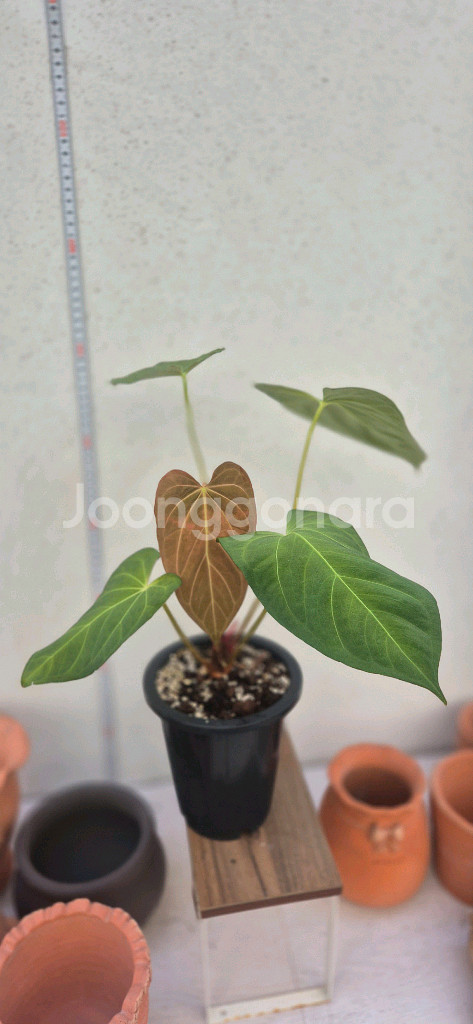 안스리움파필리아넘포츠셔먼--2